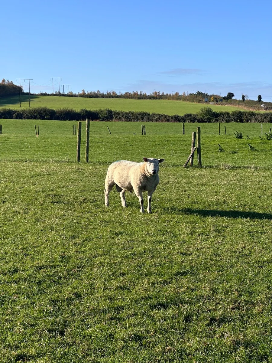 Texel Cross Ram - Image 3