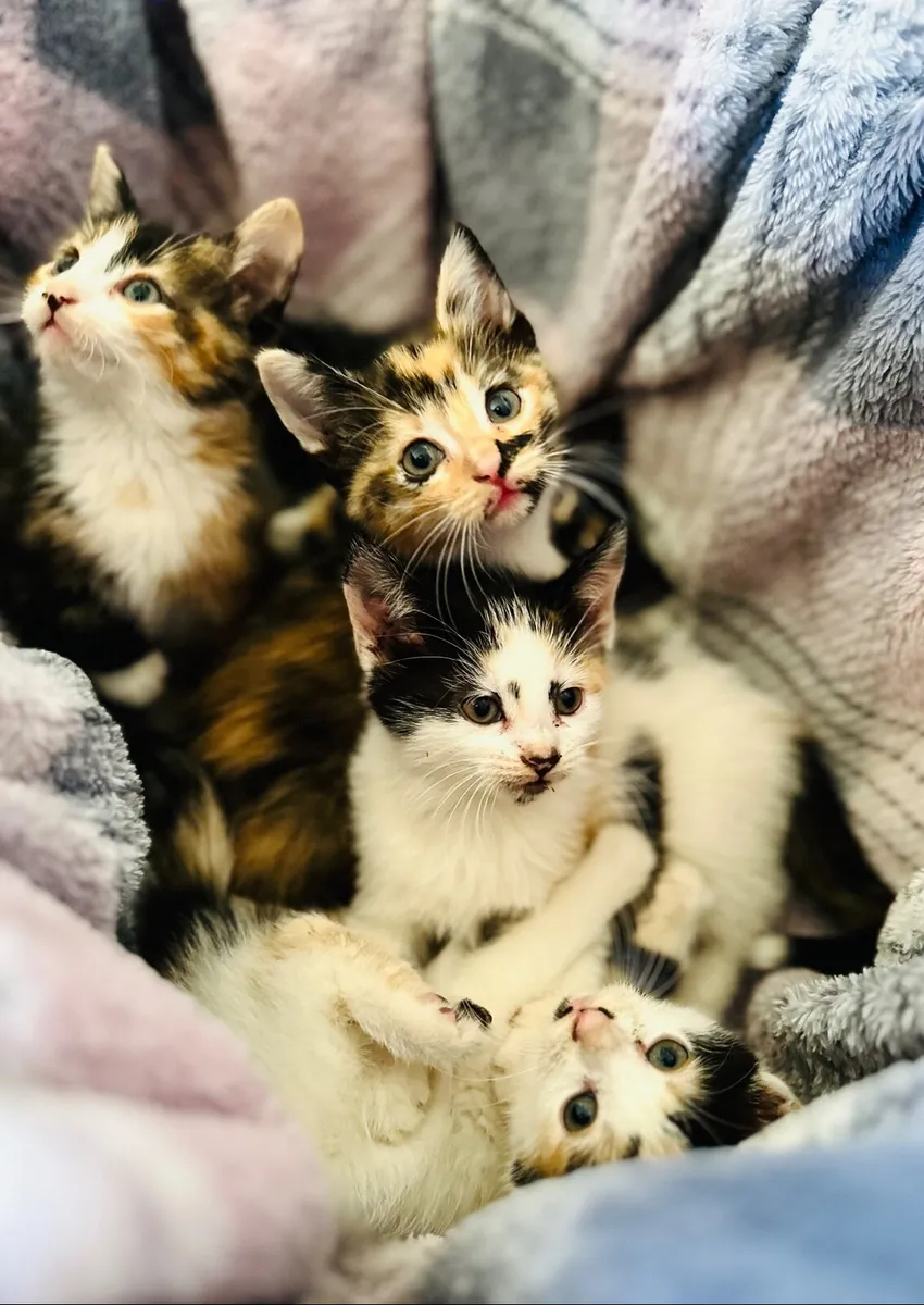 Beautiful Calico kittens 5 females Clonakilty - Image 2