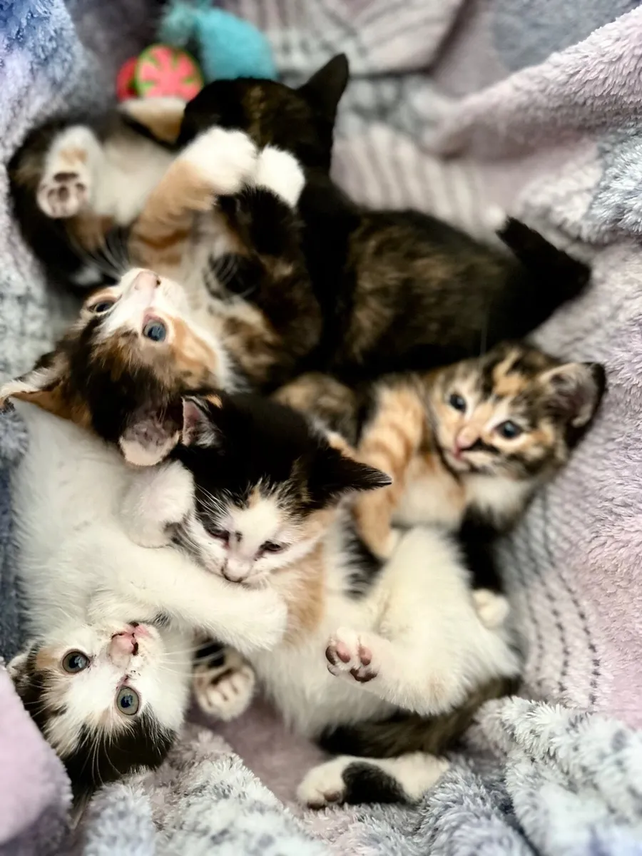 Beautiful Calico kittens 5 females Clonakilty - Image 3