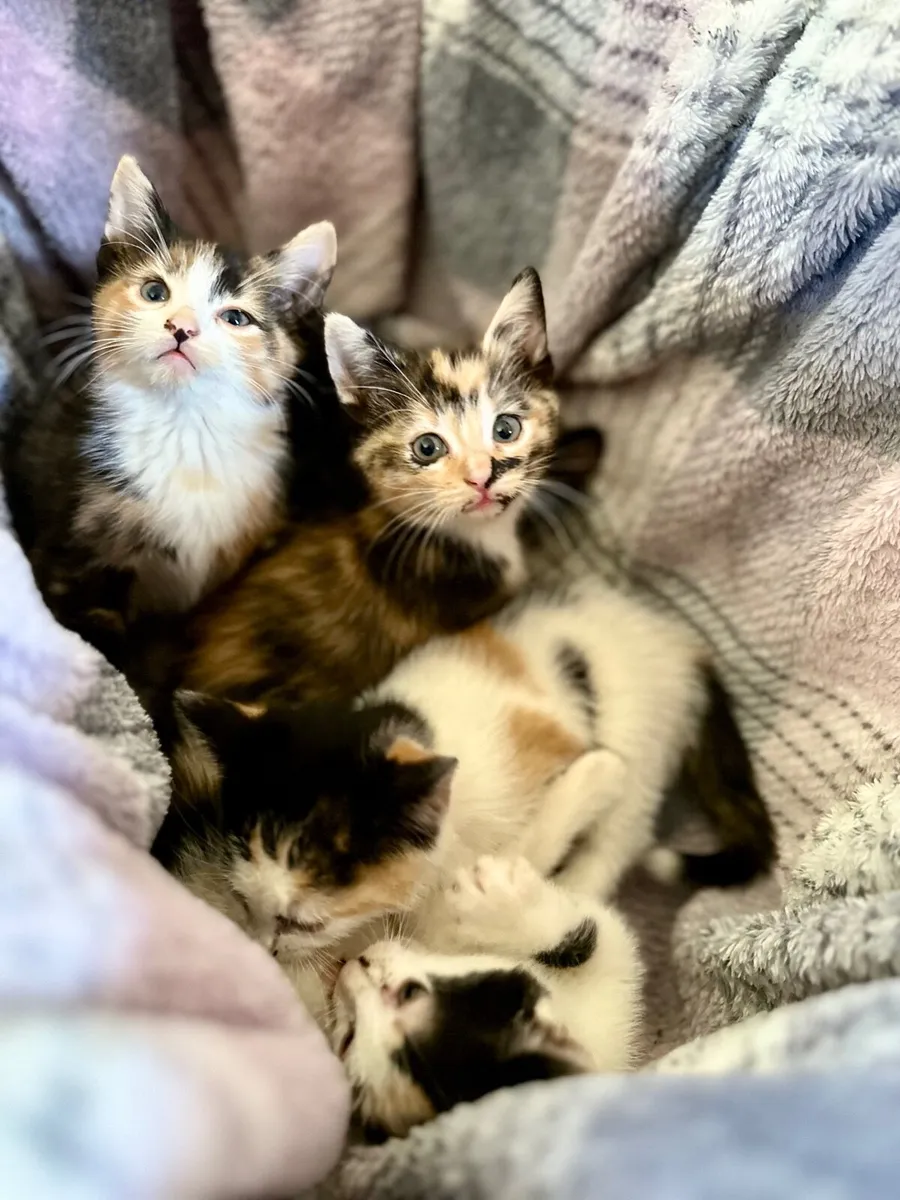 Beautiful Calico kittens 5 females Clonakilty - Image 4
