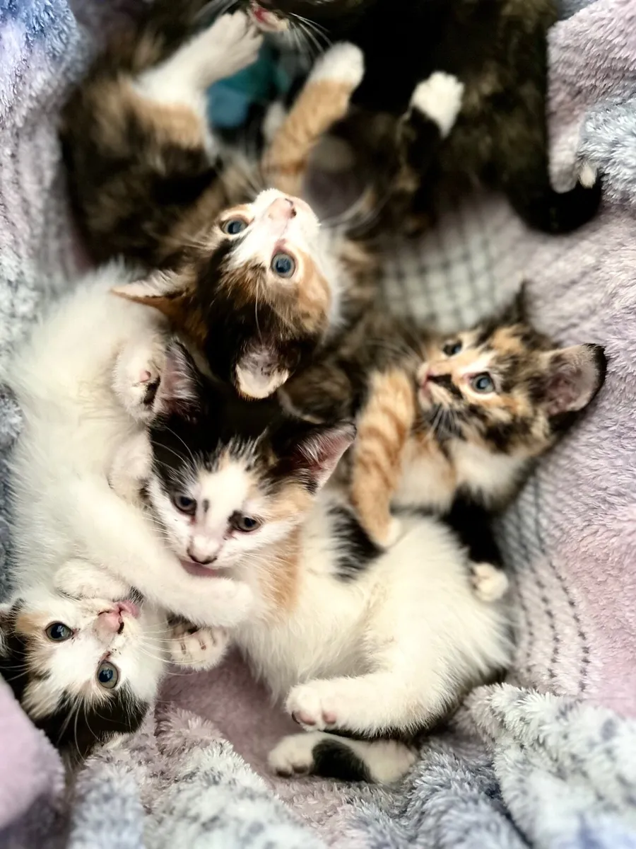 Beautiful Calico kittens 5 females Clonakilty - Image 4