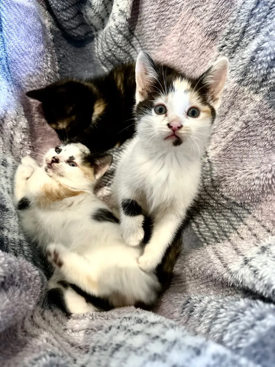 Beautiful white calico girl kittens Clonakilty - Image 1