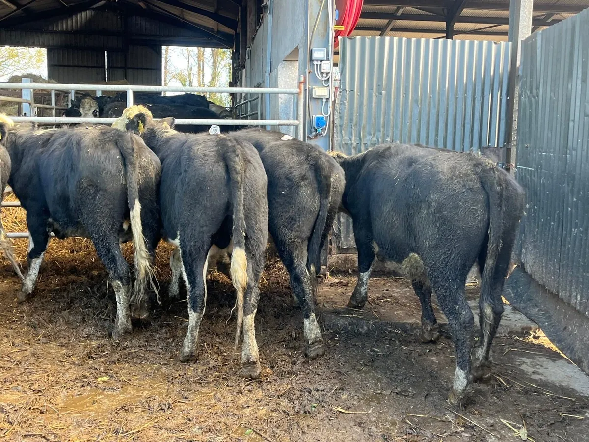 14 super Hereford store bullocks - Image 1