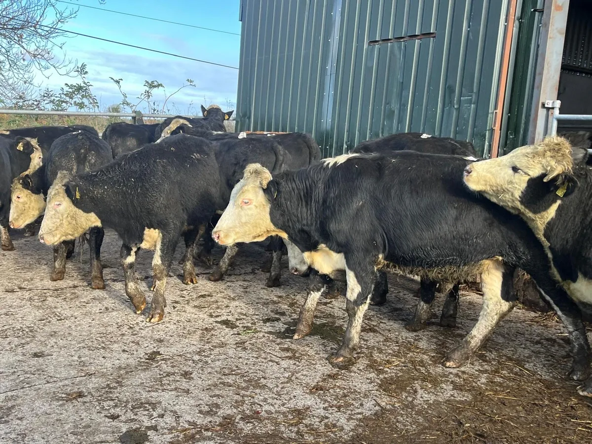 14 super Hereford store bullocks - Image 2