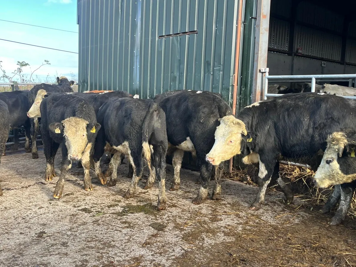 14 super Hereford store bullocks - Image 3
