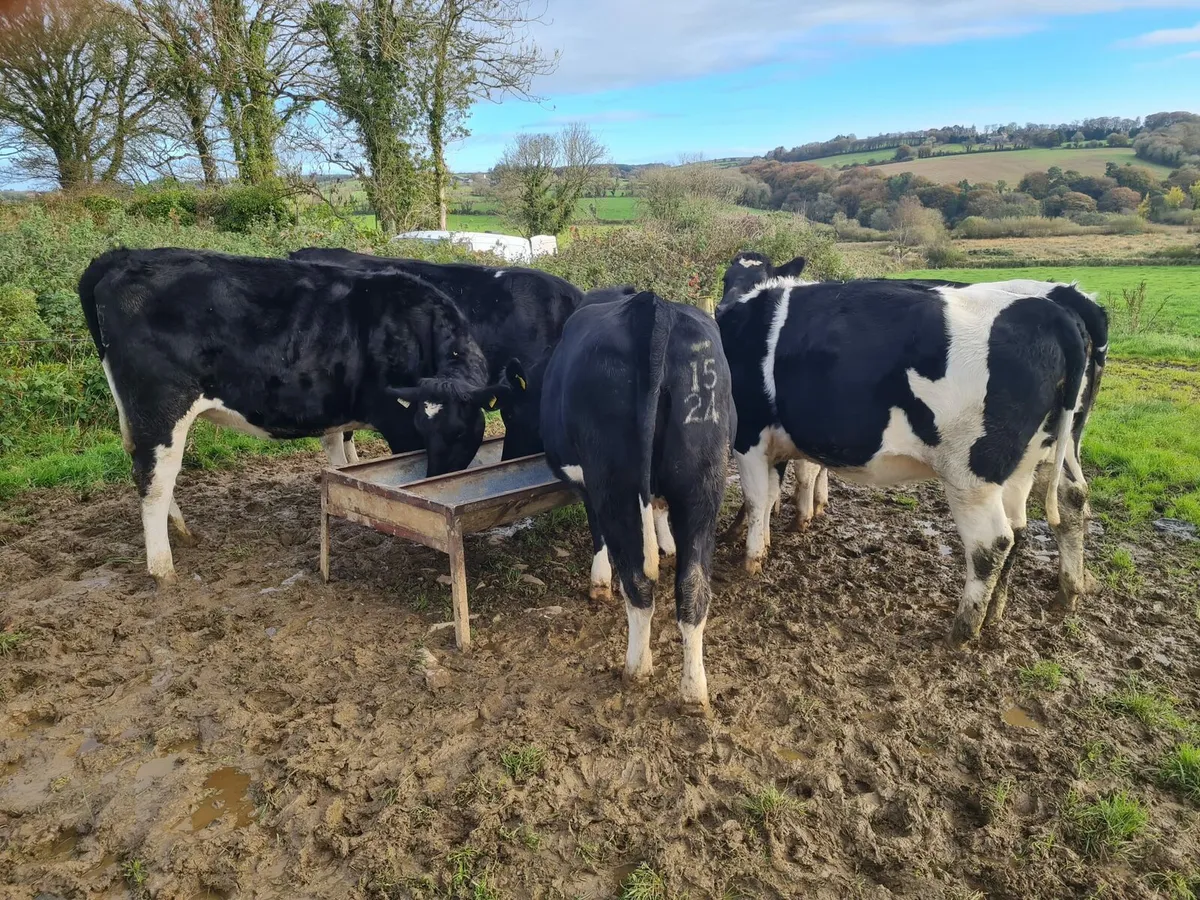 6 In calf friesian heifers - Image 1