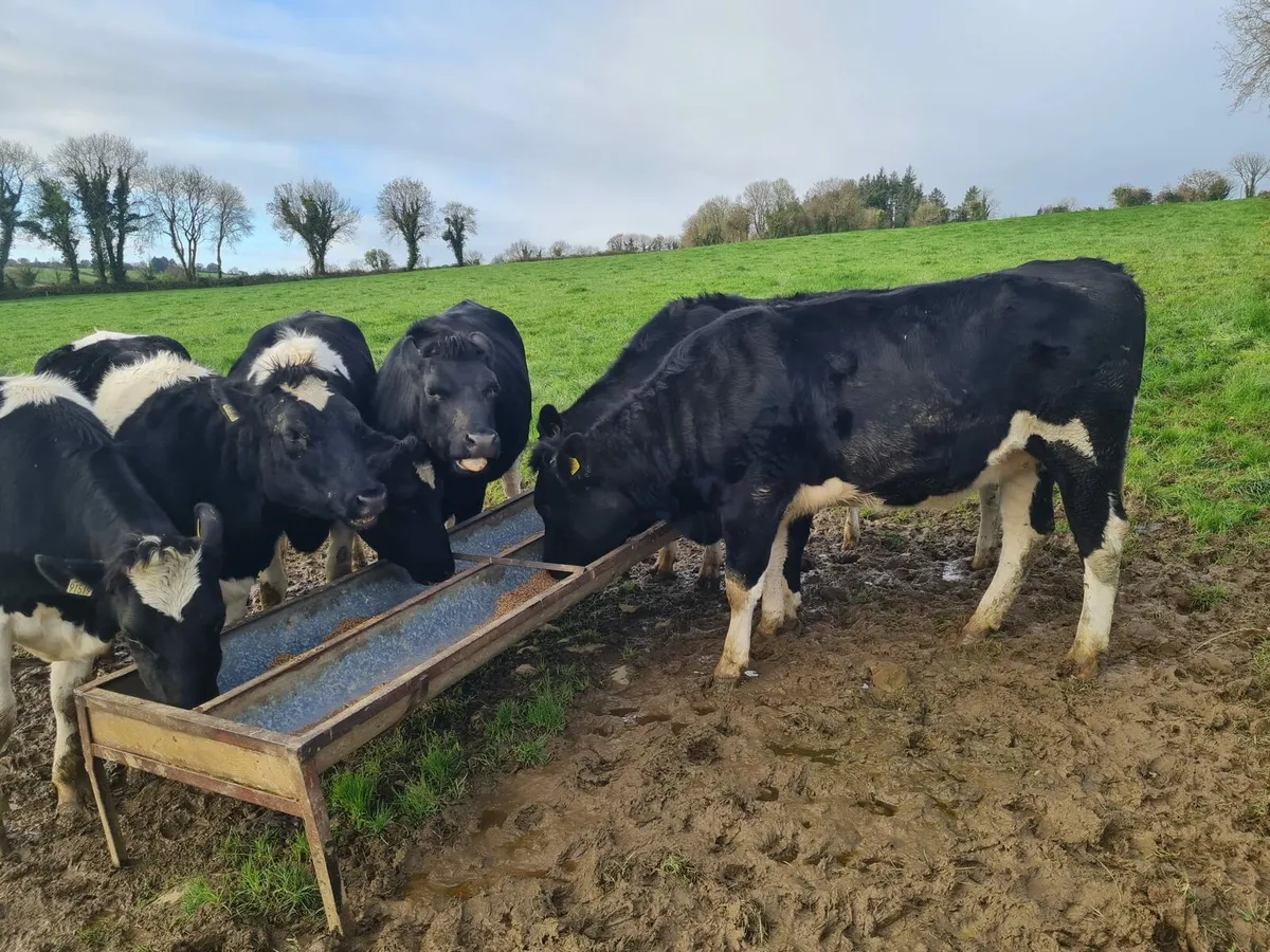 6 In calf friesian heifers - Image 2