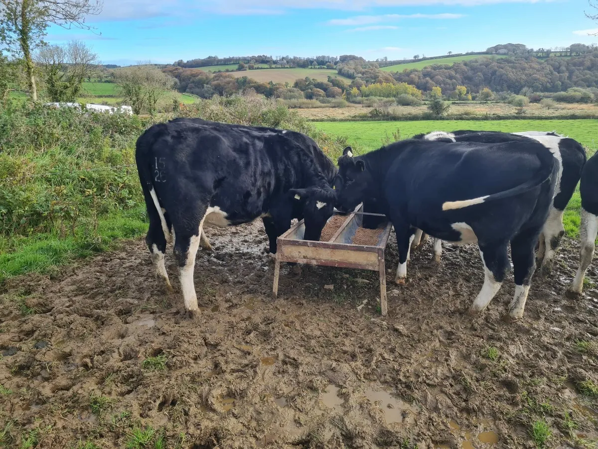 6 In calf friesian heifers - Image 3