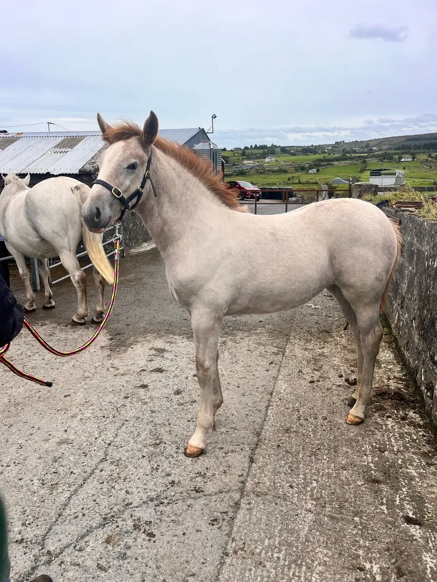 Irish draught filly foal - Image 1
