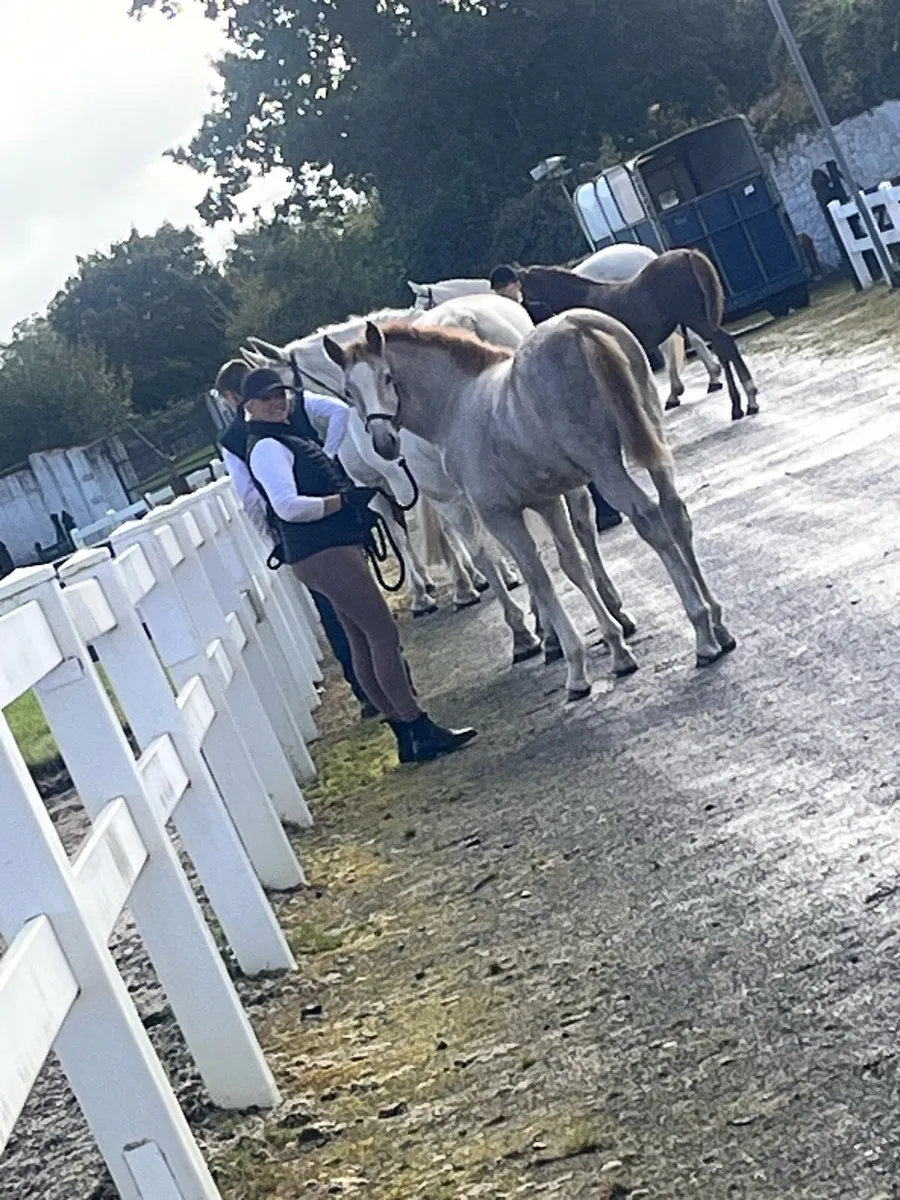 Irish draught filly foal - Image 3