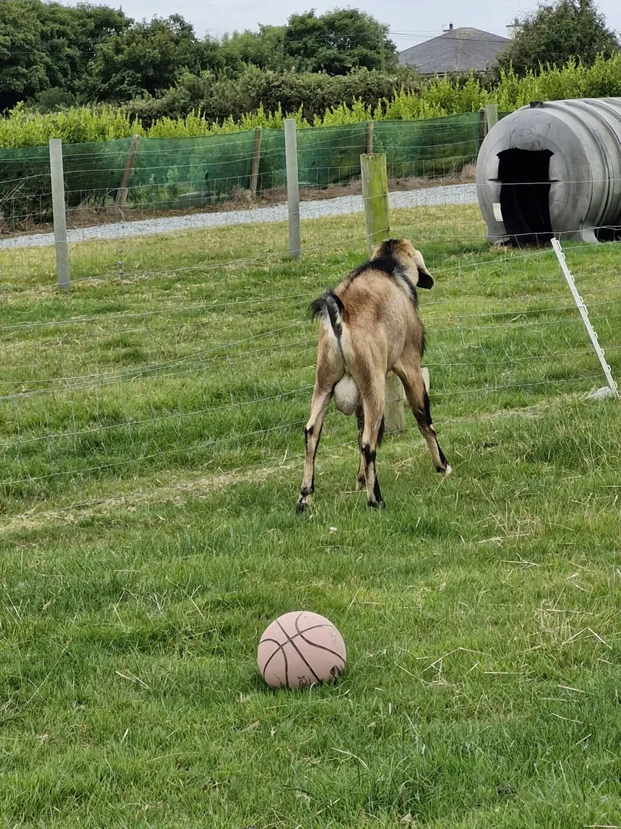 Purebred Nubian buck goat - Image 3