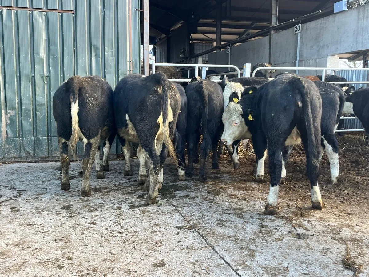 10 super  430 kg Hereford heifers - Image 1