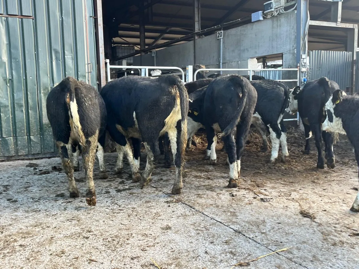 10 super  430 kg Hereford heifers - Image 2