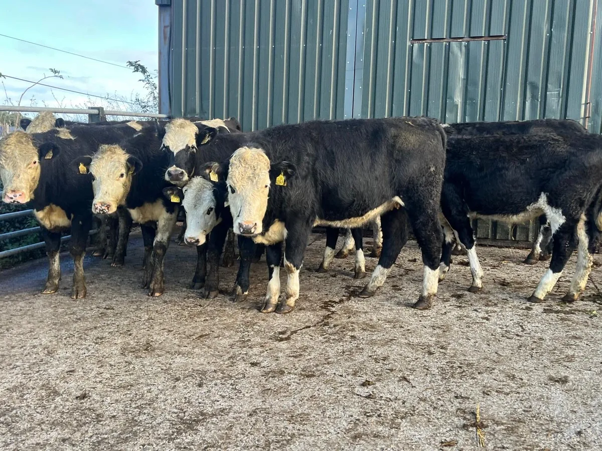 10 super  430 kg Hereford heifers - Image 3