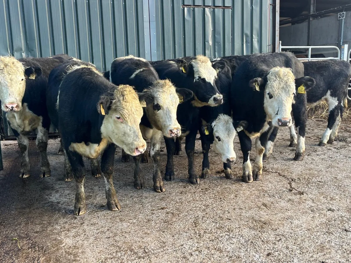 10 super  430 kg Hereford heifers - Image 4