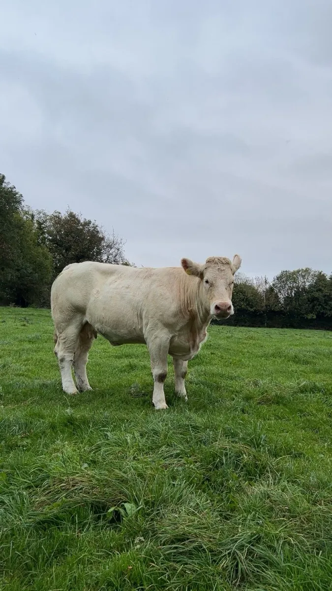 Tullamore mart 27  pb ch cows and calf - Image 1