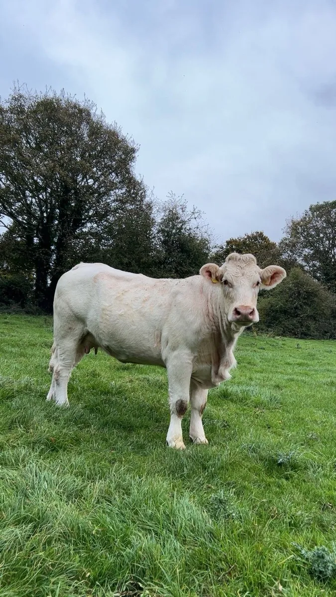 Tullamore mart 27  pb ch cows and calf - Image 2