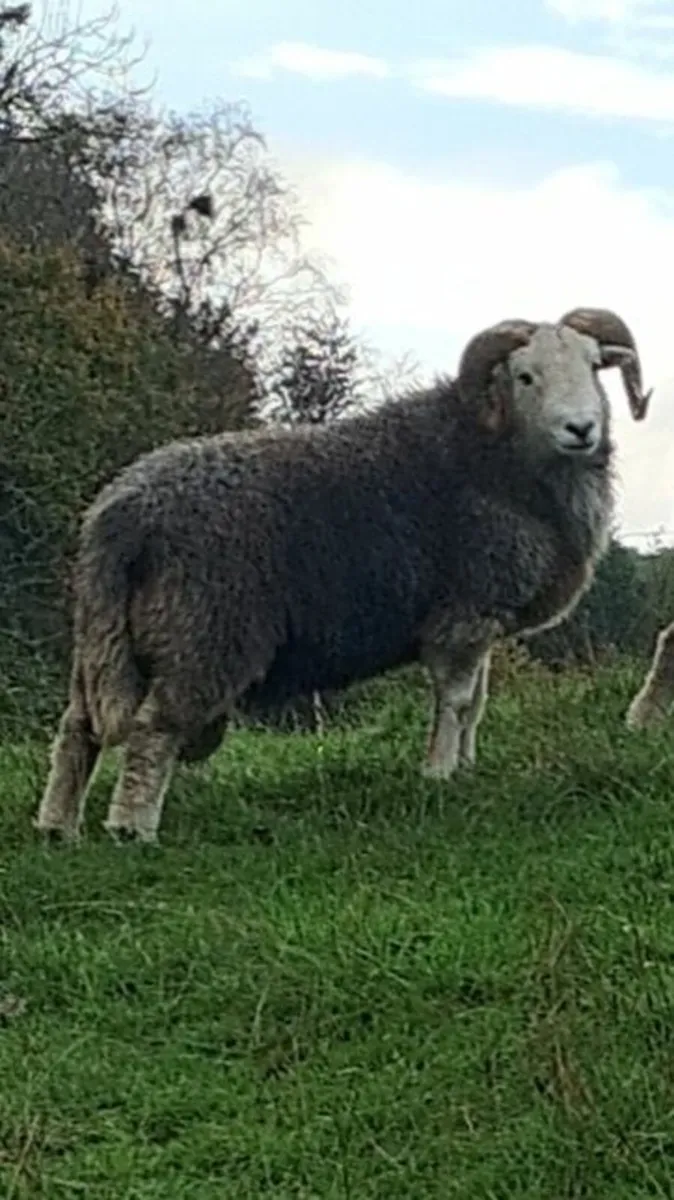 HERDWICK SHEARLING RAMS - Image 1