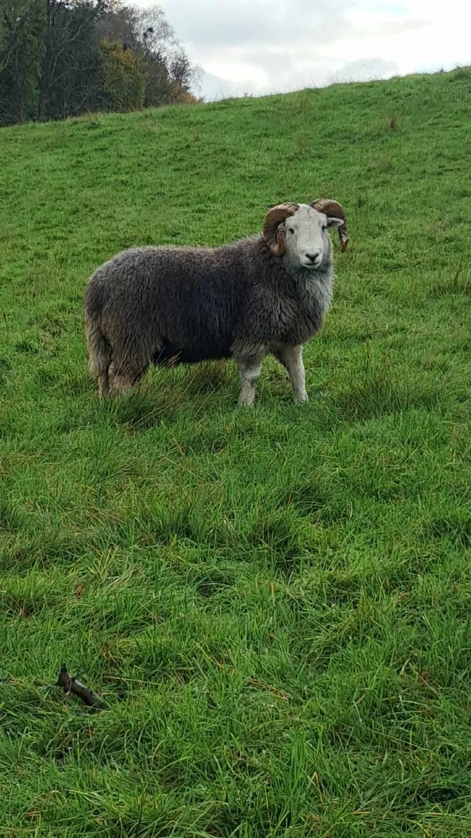 HERDWICK SHEARLING RAMS - Image 2