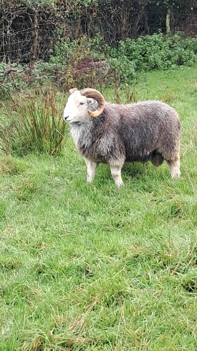 HERDWICK SHEARLING RAMS - Image 3