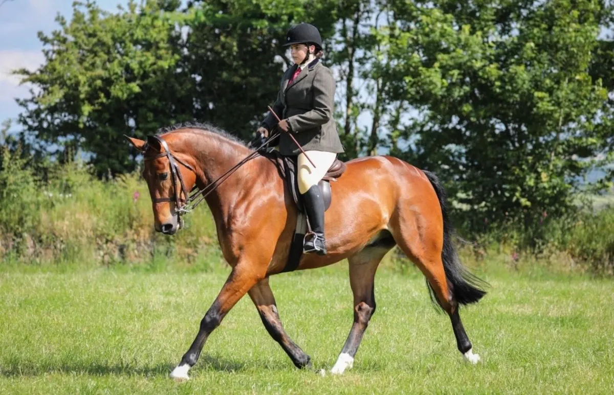 Allrounder - Image 2
