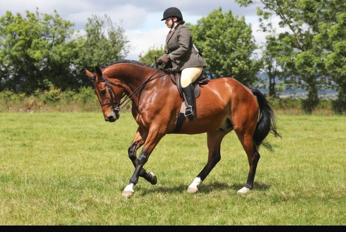 Allrounder - Image 3