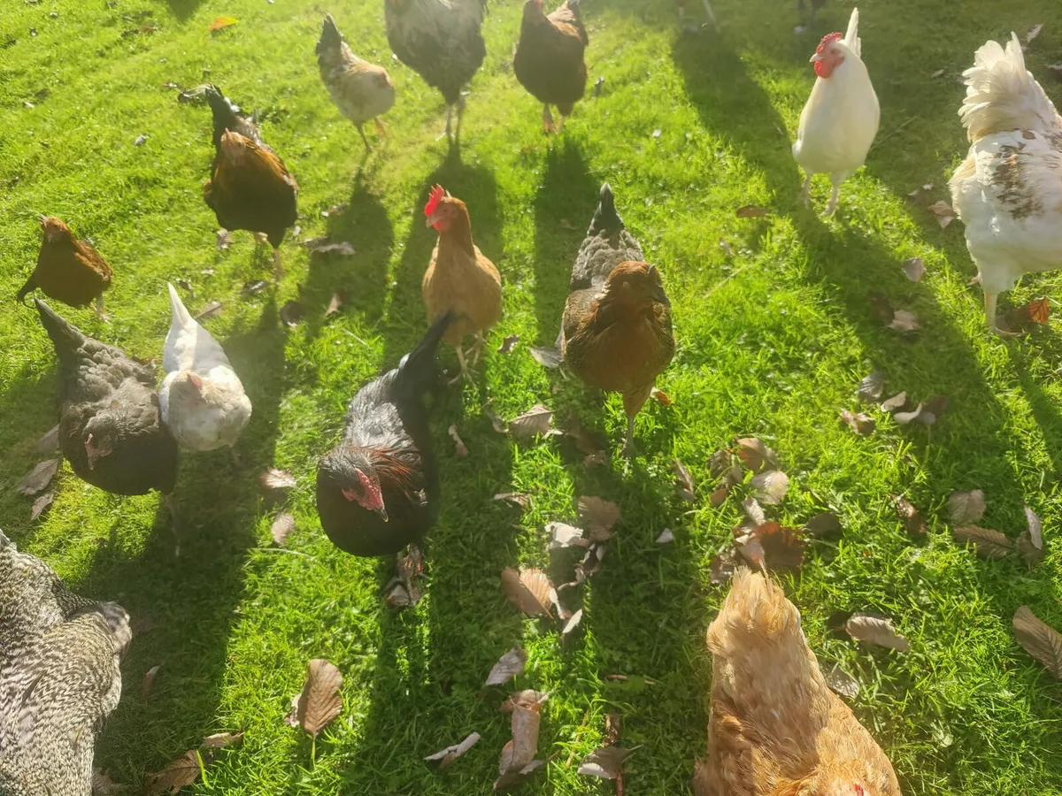 Selling all chickens - Image 1