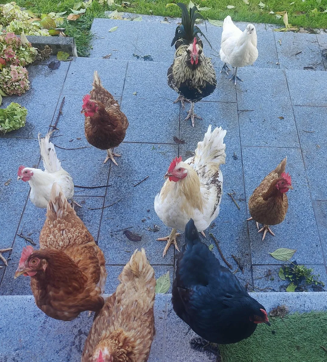 Selling all chickens - Image 2