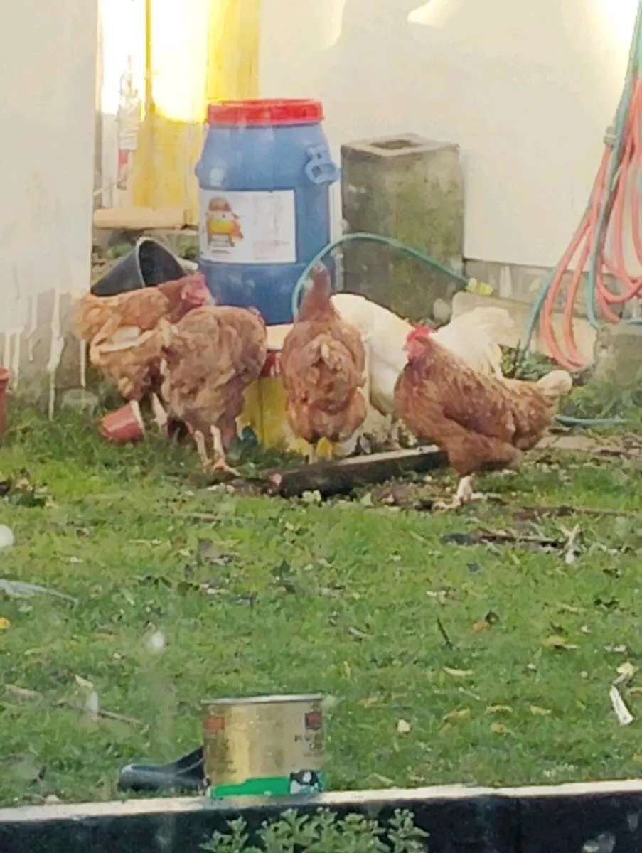 Selling all chickens - Image 3
