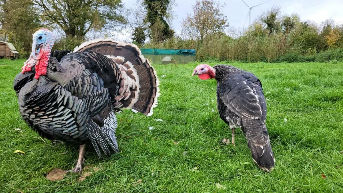 Heritage Turkeys - Image 2
