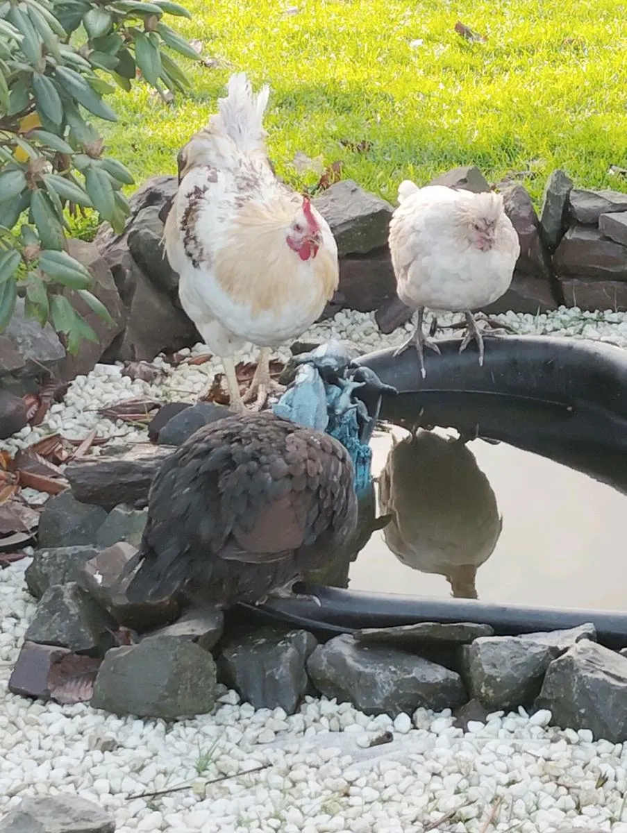 Selling all chickens - Image 4