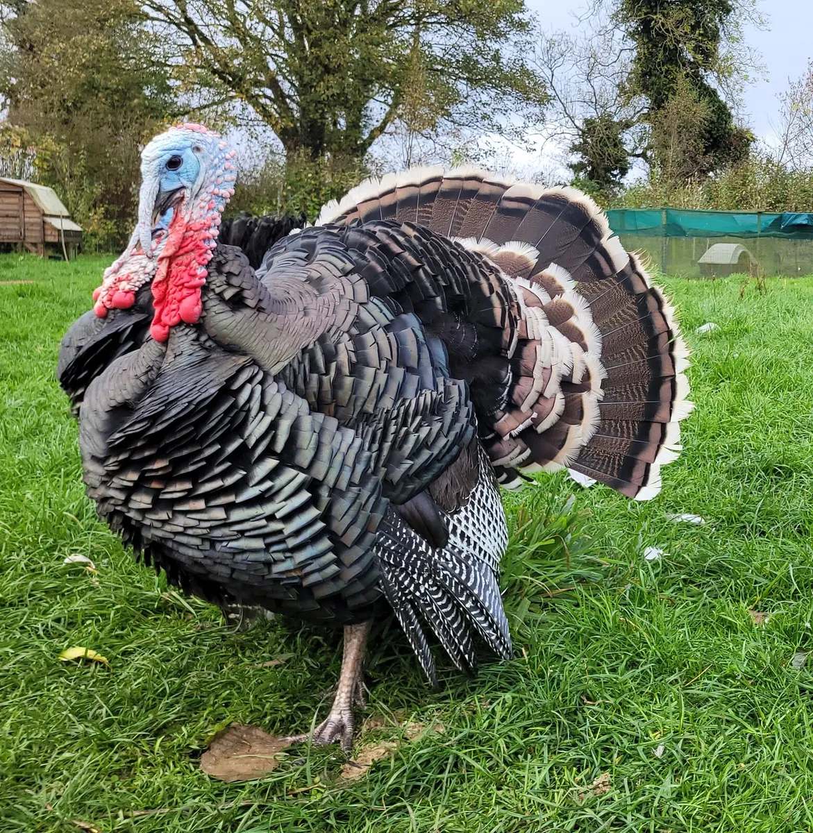 Heritage Turkeys - Image 1