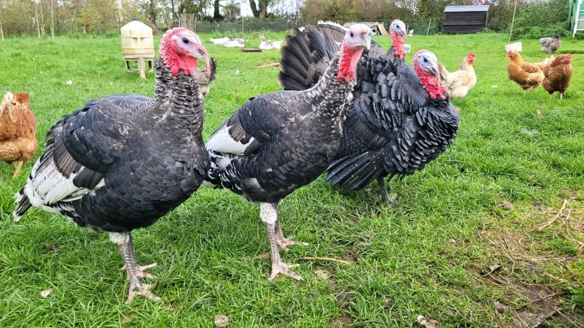 Heritage Turkeys - Image 3