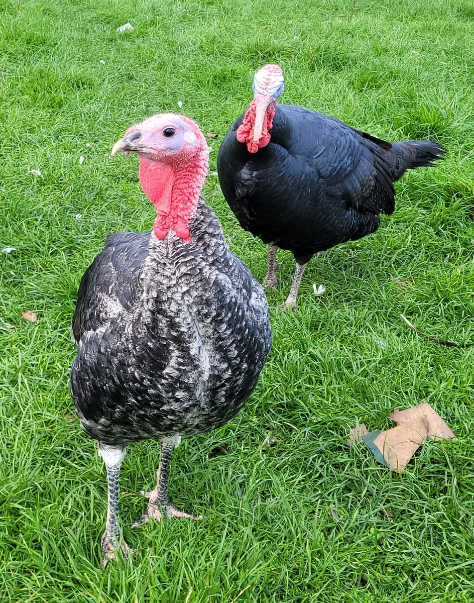 Heritage Turkeys - Image 4