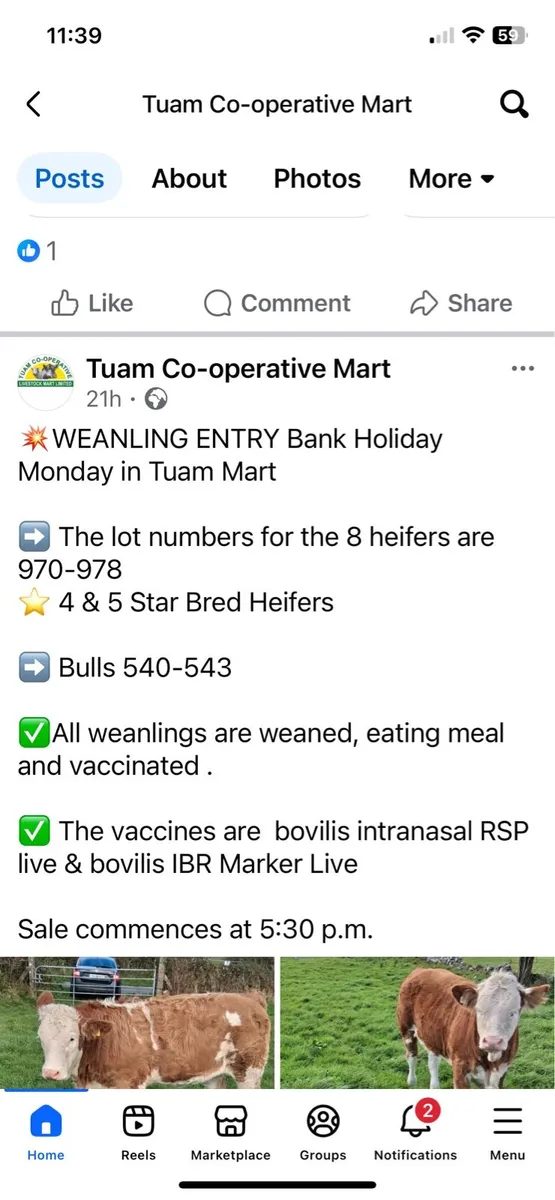 Simmental Weanling Heifers & Bulls for sale - Image 1
