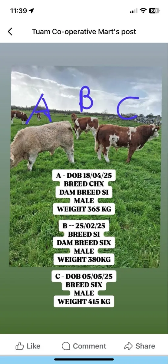 Simmental Weanling Heifers & Bulls for sale - Image 2