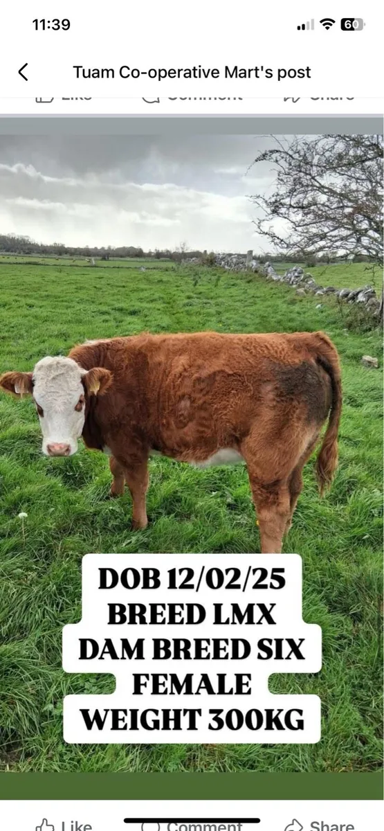 Simmental Weanling Heifers & Bulls for sale - Image 3