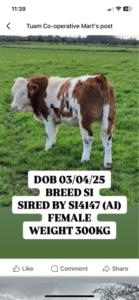 Simmental Weanling Heifers & Bulls for sale - Image 4