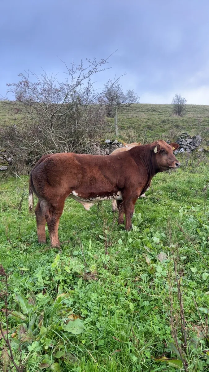 **Show hybrid bull Weanling Elphin 27th** - Image 1