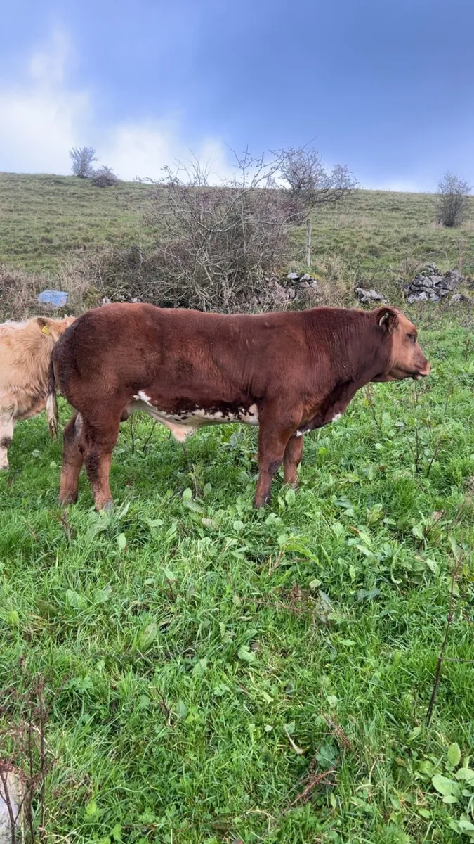 **Show hybrid bull Weanling Elphin 27th** - Image 2