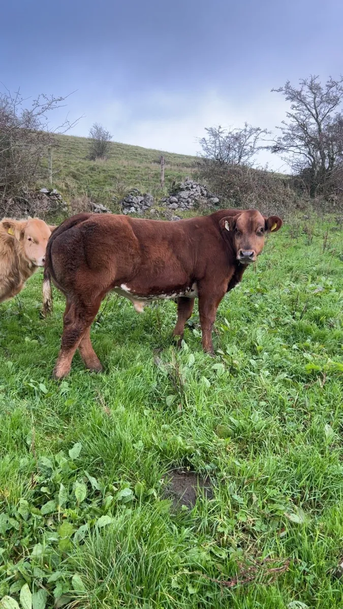 **Show hybrid bull Weanling Elphin 27th** - Image 3