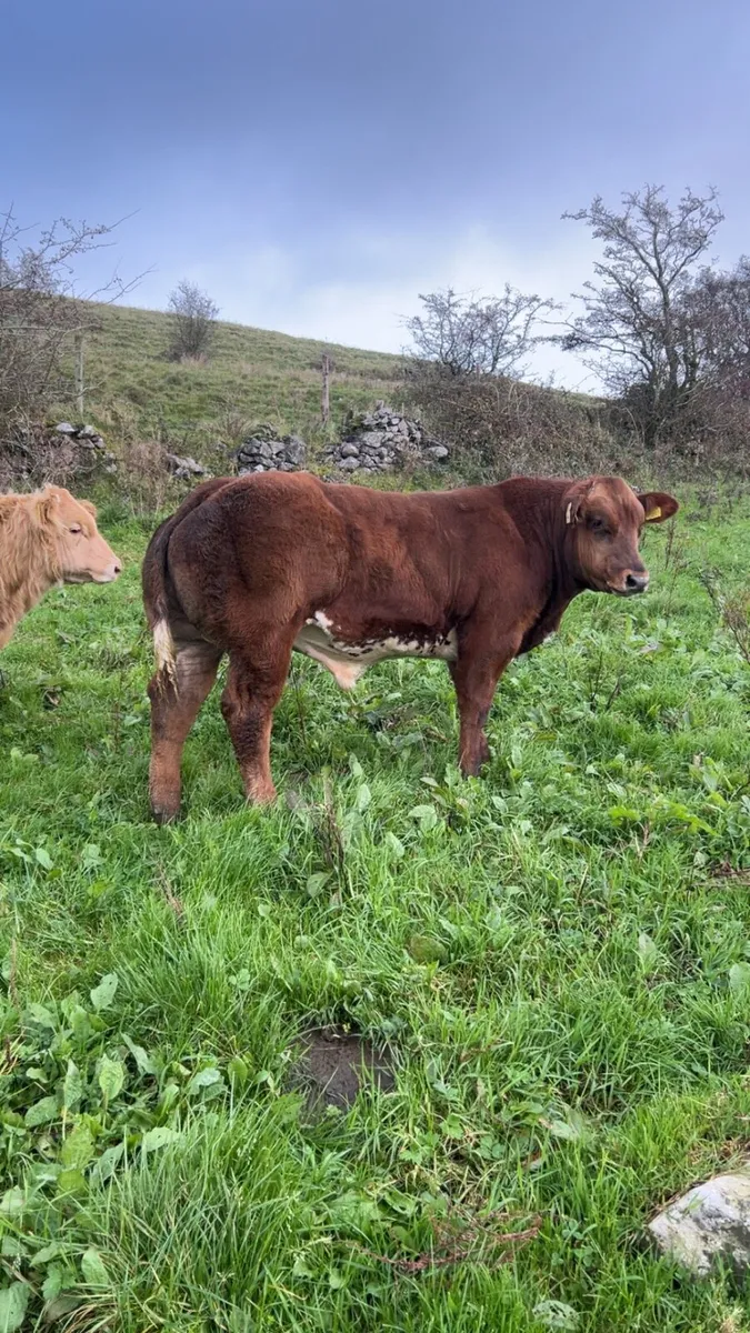 **Show hybrid bull Weanling Elphin 27th** - Image 4