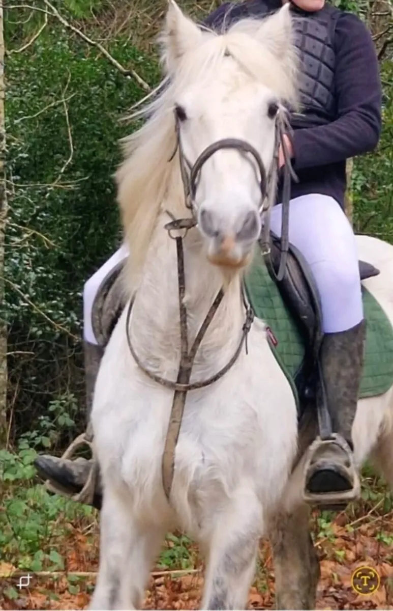 12 year old gelding for sale - Image 1