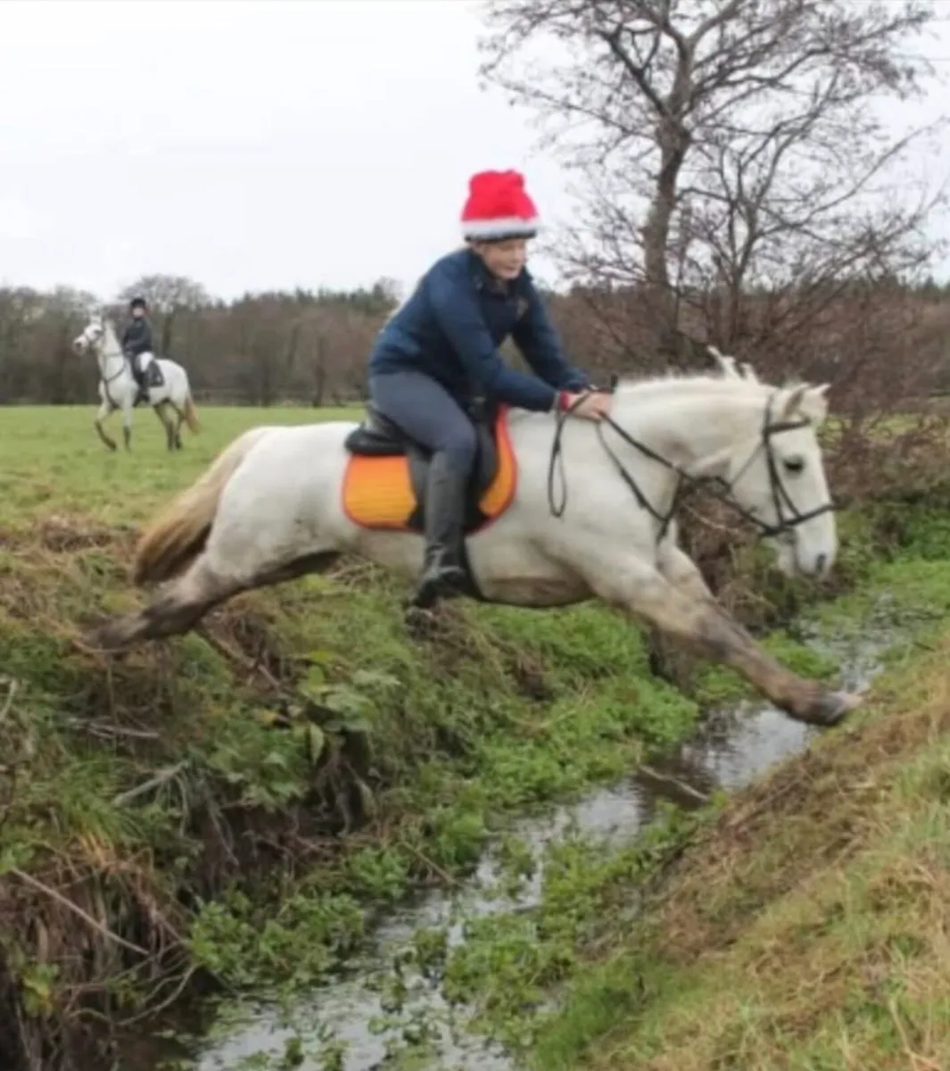 12 year old gelding for sale - Image 2