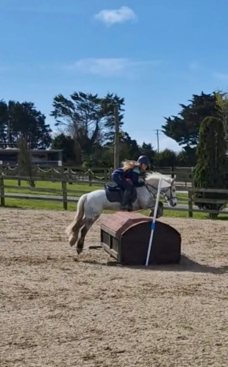12 year old gelding for sale - Image 3