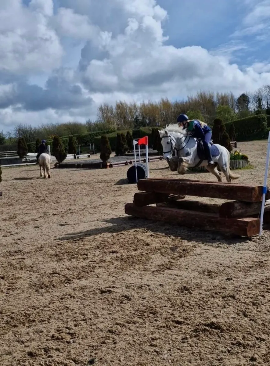 12 year old gelding for sale - Image 4
