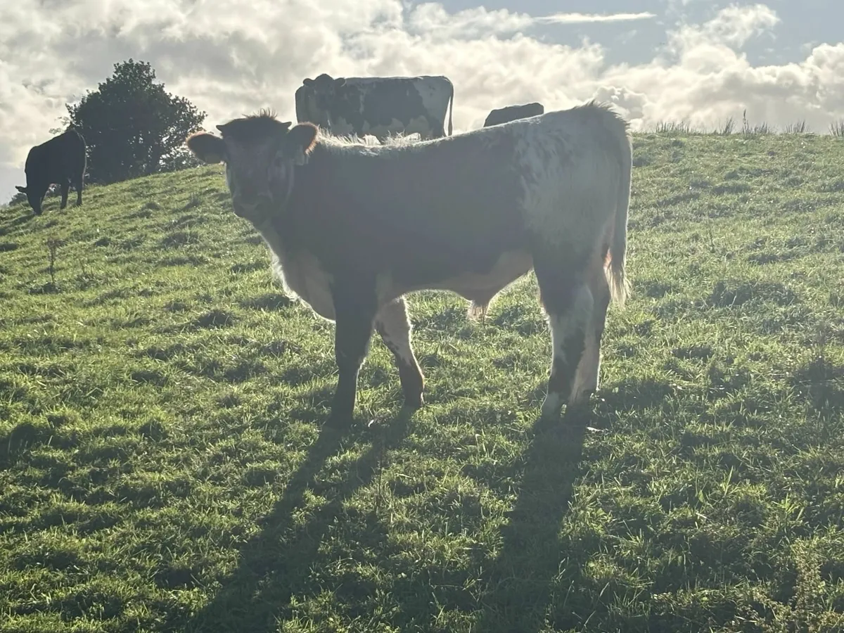 Weanlings - Image 3
