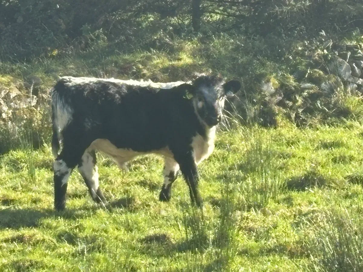Weanlings - Image 4