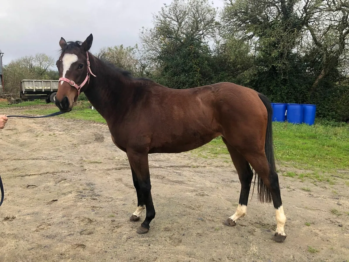 2 Year Old Filly