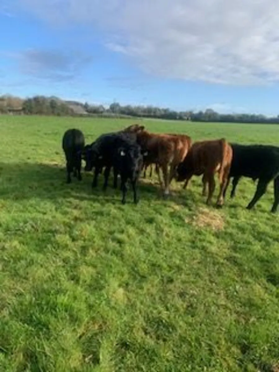 Cattle - Image 1